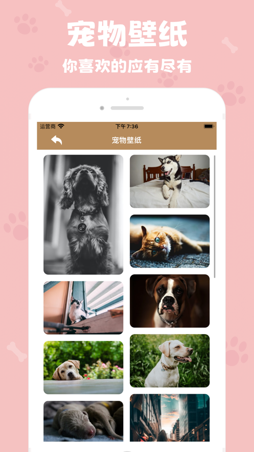 反骨喵咪壁纸app免费版 v1.0