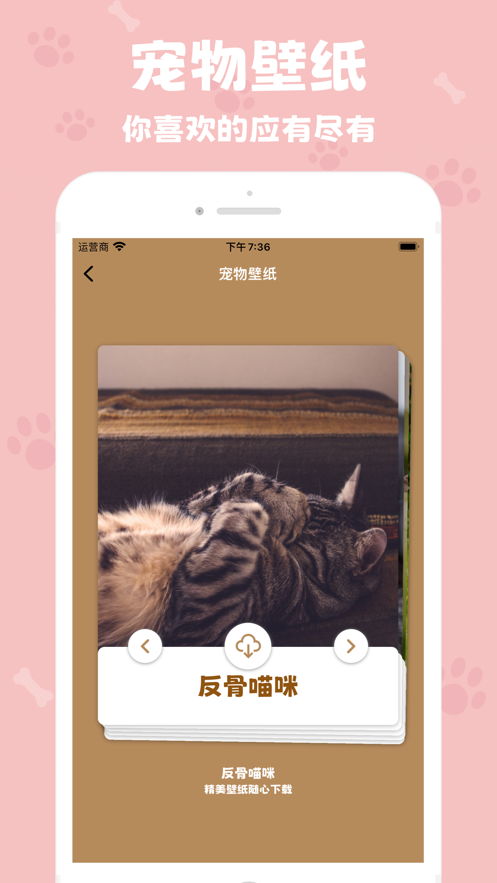 反骨喵咪壁纸app免费版 v1.0