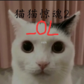 猫猫惊魂2OL游戏官方版下载 vOL1.0