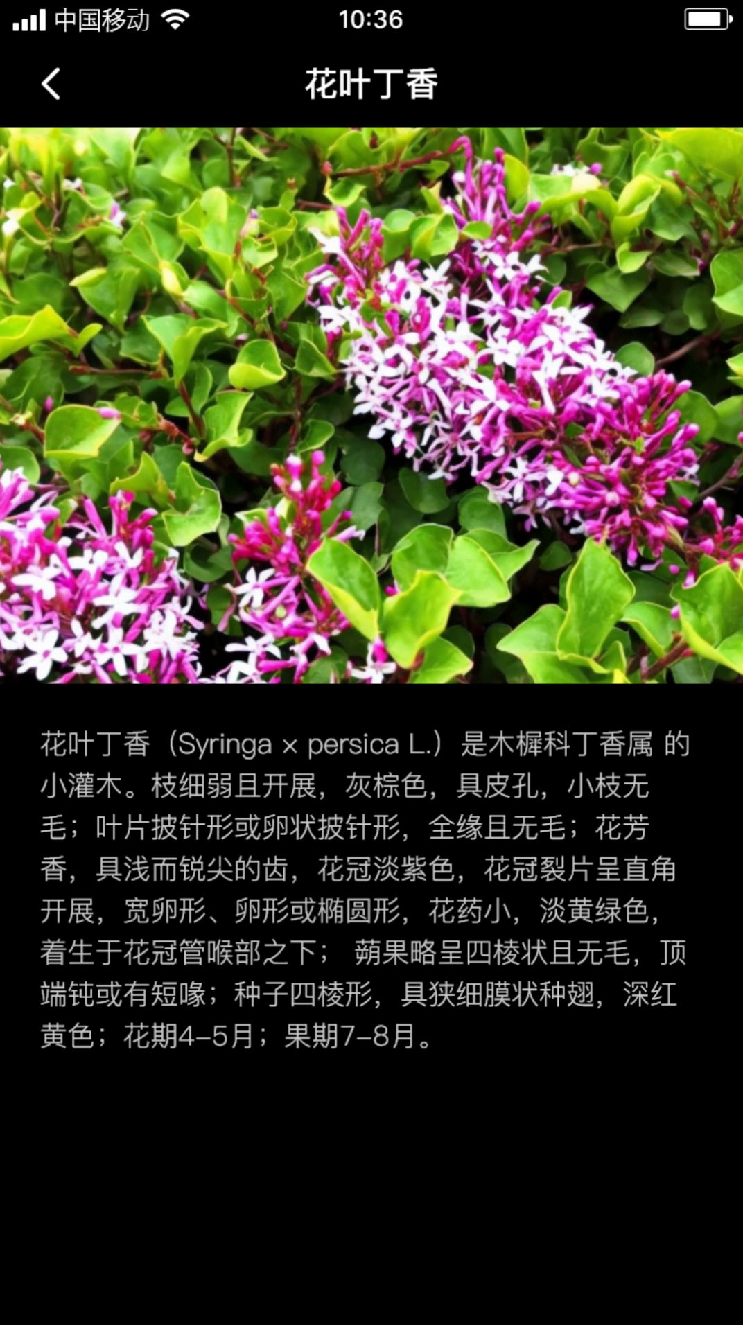 丁香花瓣官方手机版下载 v1.0